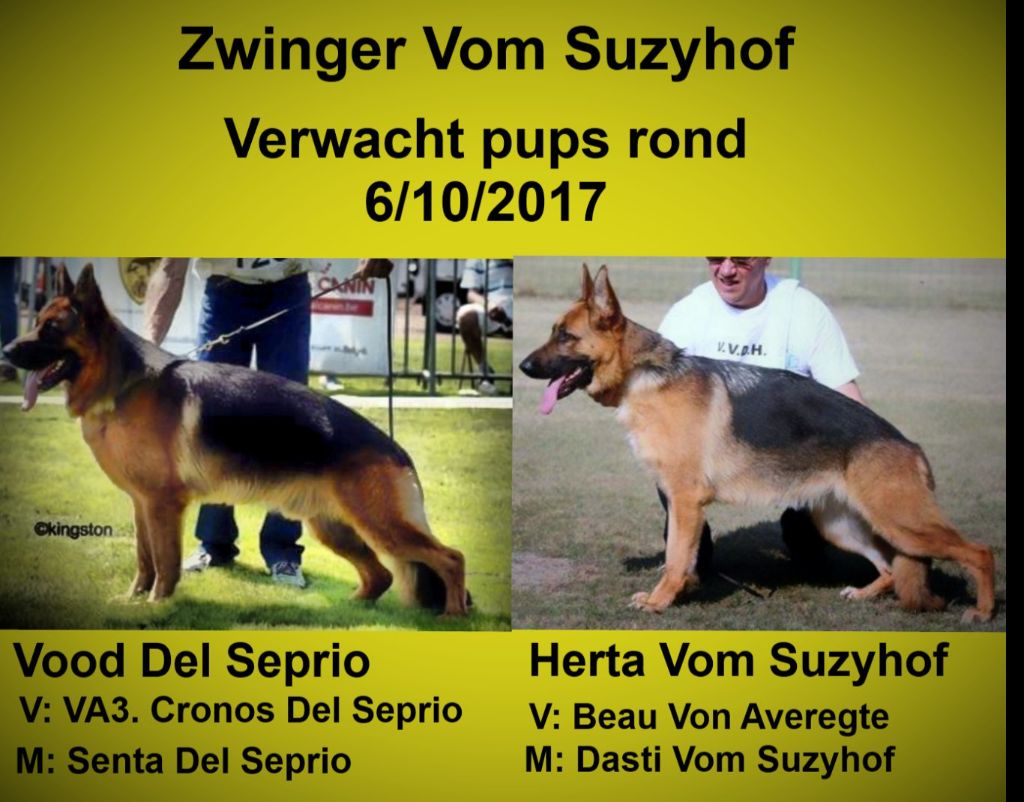 Vom Suzyhof - pups verwacht begin oktober!